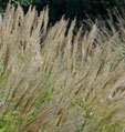 Miscanthus sinensis 'Silberfeder'