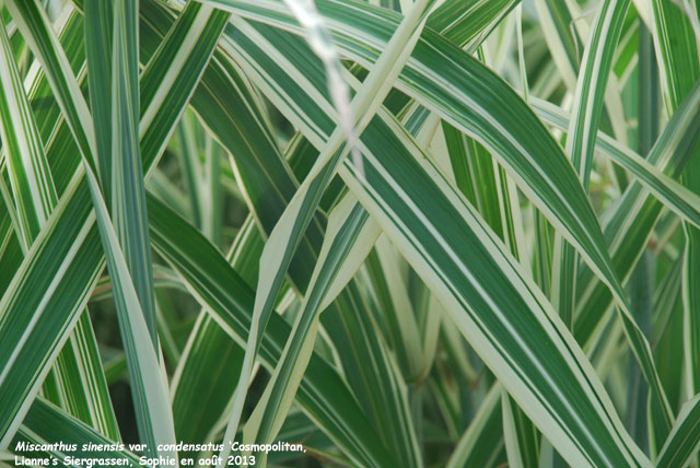 Miscanthus sinensis var. condensatus 'Cosmopolitan'