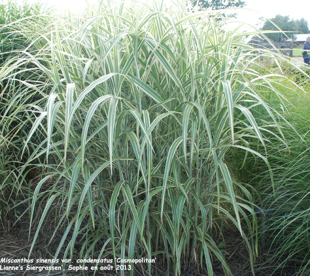 Miscanthus sinensis var. condensatus 'Cosmopolitan'