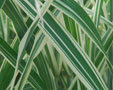 Miscanthus sinensis 'Cosmopolitan'