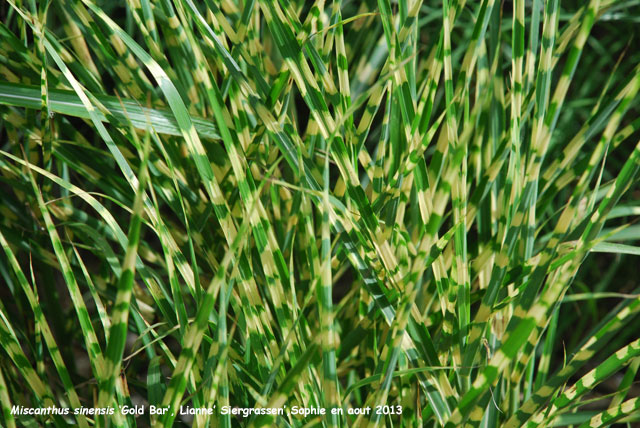 Miscanthus sinensis 'Gold Bar'