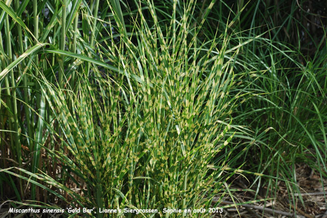 Miscanthus sinensis 'Gold Bar'