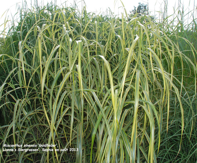 Miscanthus sinensis 'Goldfeder'