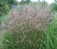 Miscanthus sinensis 'Grosse Fontane'