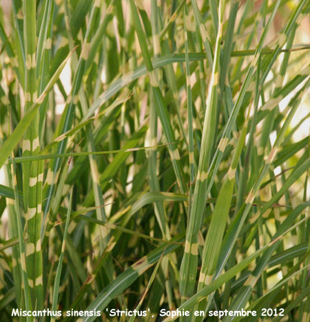 Miscanthus sinensis 'Strictus'