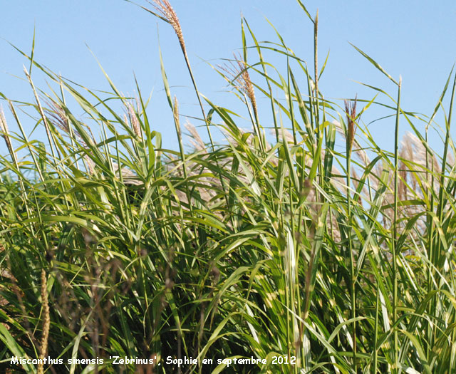 Miscanthus sinensis 'Zebrinus'