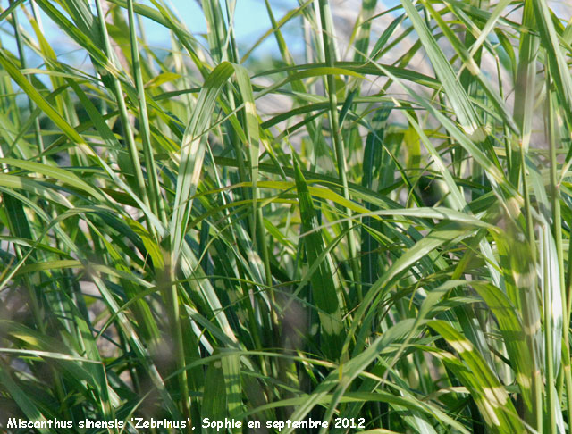 Miscanthus sinensis 'Zebrinus'