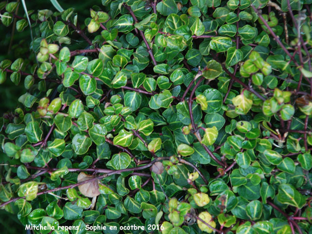 mitchella repens