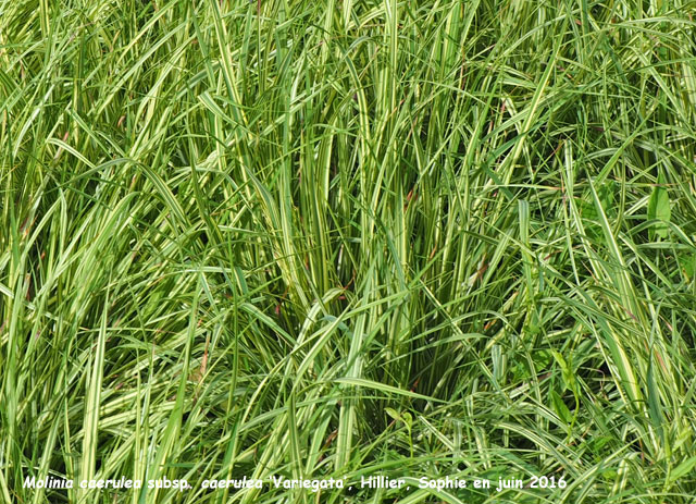 Molinia caerulea 'Variegata'