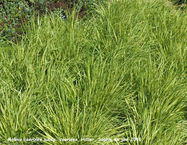 Molinia caerulea subsp. caerulea 'Variegata'