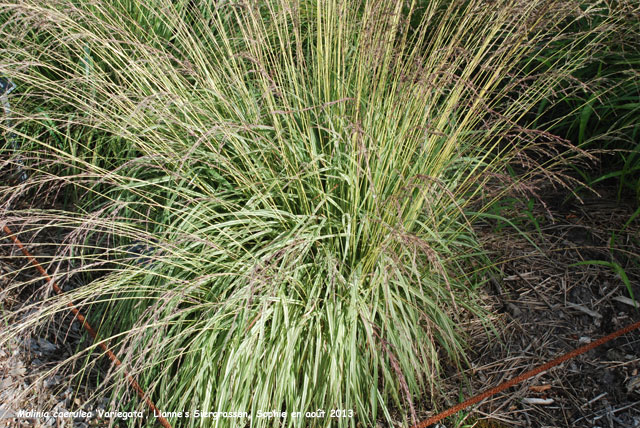 Molinia caerulea subsp. caerulea 'Variegata'