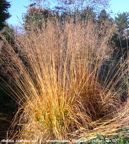 Molinia caerulea subsp. arundinacea 'Skyracer'