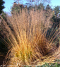 Molinia caerulea subsp. arundinacea 'Skyracer'