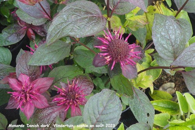 Monarda 'Danish Dark'