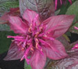 Monarda 'Danish Dark'