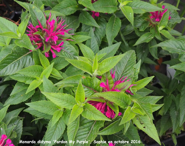 Monarda didyma 'Pardon My Purple'