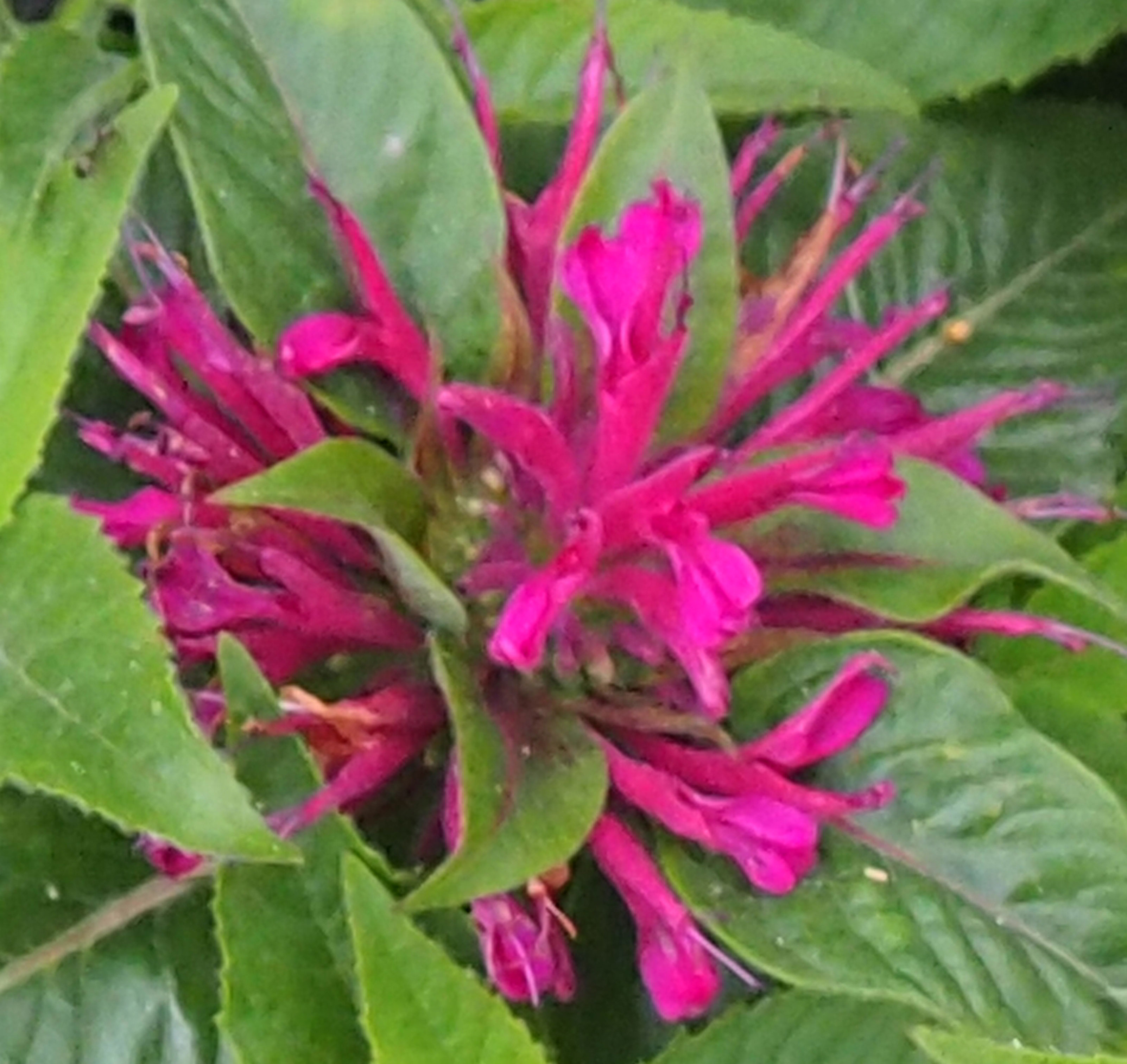 Monarda didyma 'Pardon Me Purple'