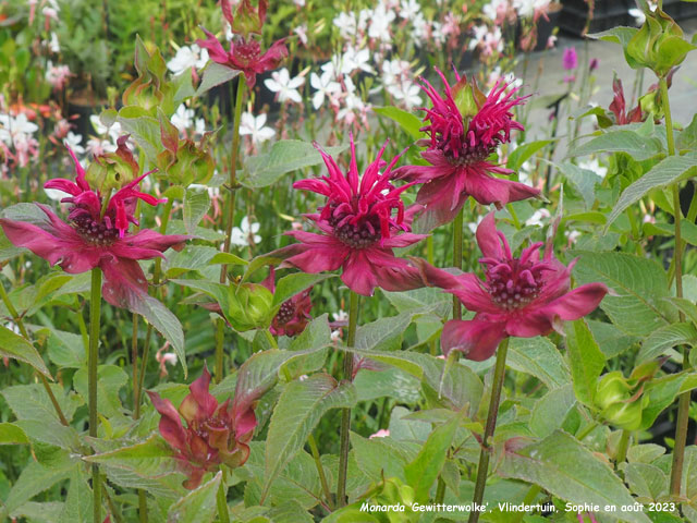 Monarda 'Gewitterwolke'