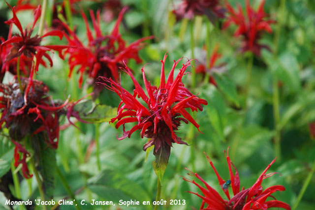 Monarda 'Jacob Line'