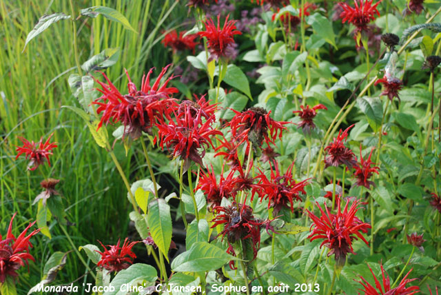 Monarda 'Jacob Line'