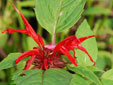 Monarda 'Jacob Cline'