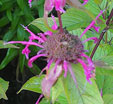 Monarda 'On Parade'