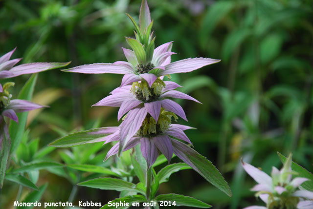 Monarda punctata