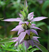 monarda punctata