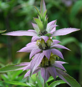 Monarda punctata