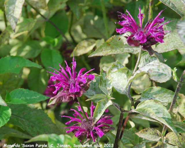 Monarda 'Saxon Purple'