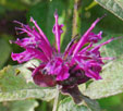 Monarda 'Saxon Purple'