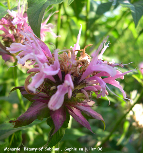Monarda 'Beauty of Cobham'