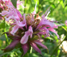 Monarda 'Beauty of Cobham'