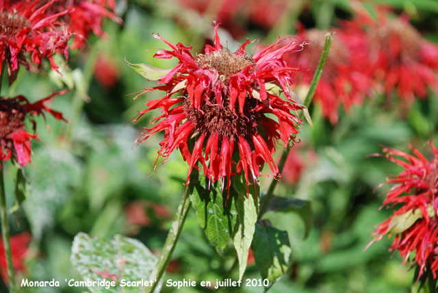 Monarda 'Cambridge Scarlet'