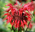 Monarda 'Cambridge Scarlet'