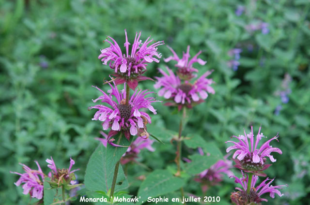 Monarda 'Mohawk'