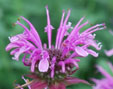 Monarda 'Mohawk'