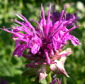 Monarda 'Scorpion'