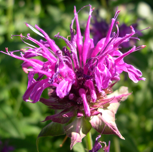 Monarda 'Scorpion'