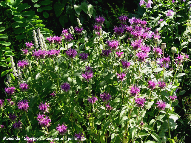 Monarda 'Scorpion'