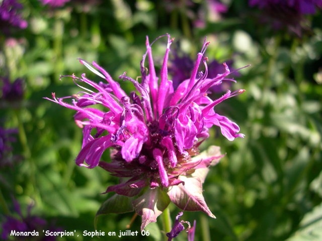 Monarda 'Scorpion'