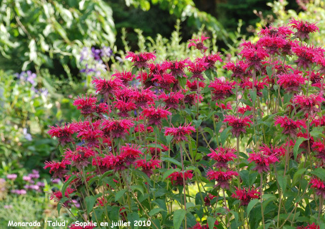 Monarda 'Talud'