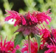 Monarda 'Talud'