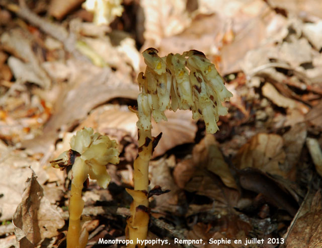 Monotropa hypotipys