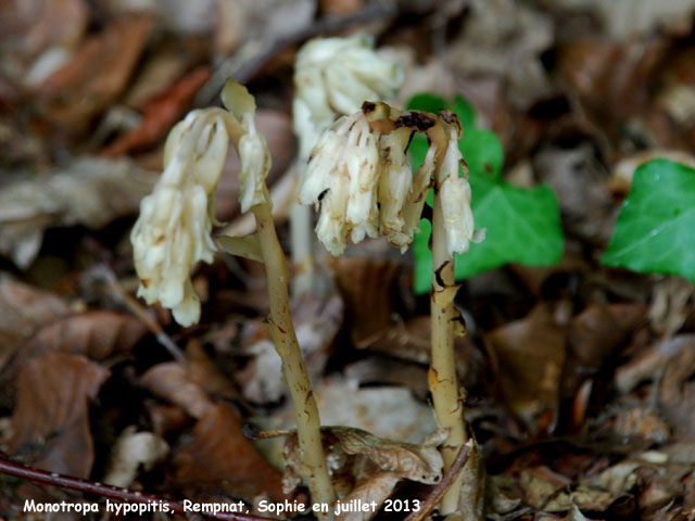 Monotropa hypotipys