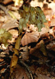 Monotropa hypopitys