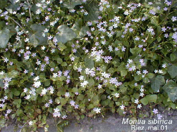 Montia Sibirica