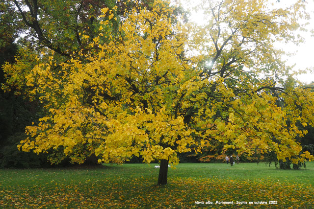 Morus alba