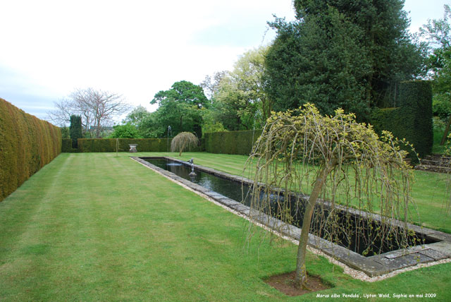 Morus alba 'Pendula'