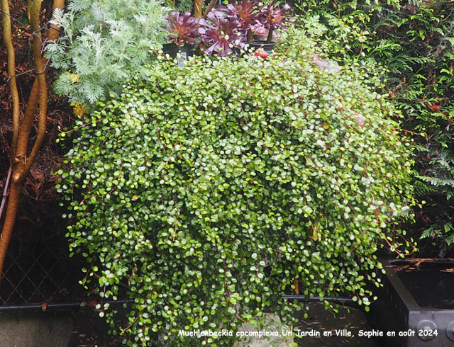Muehlenbeckia complexa